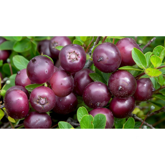 Huckleberry Haven Wild Huckleberry Jam  5 oz.