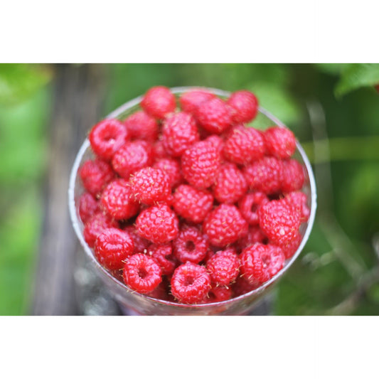 Cooper's Mill All Natural Raspberry Jalapeno Jam