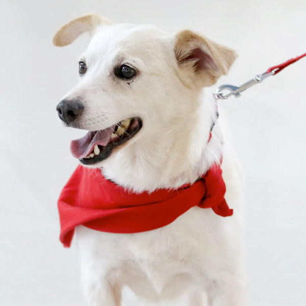Pampered Pets